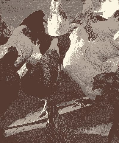 陕西适合养殖什么鸡