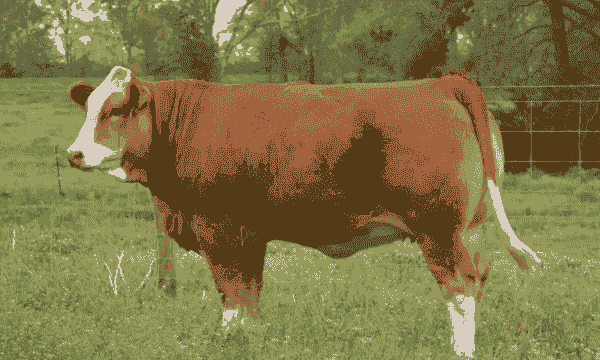 养什么品种牛长得快