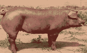 什么品种的猪瘦肉多