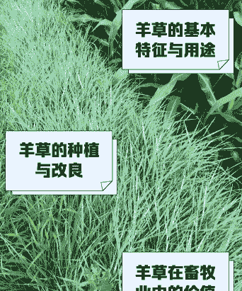 养羊要种什么草