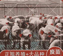 三元母猪配什么公猪