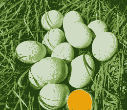 鸡蛋皮为什么是绿色的