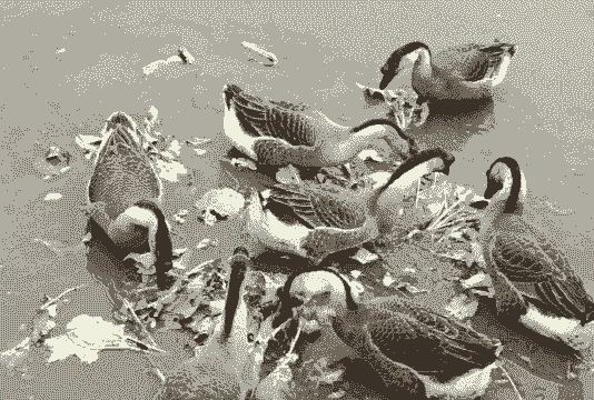 农村养什么鹅比较好