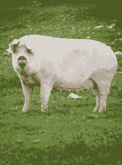 什么样的母猪品种好