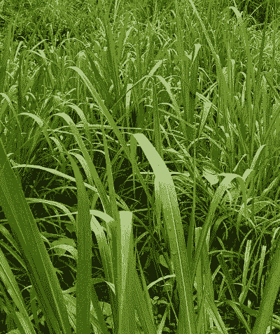 冬天养牛种什么草最好