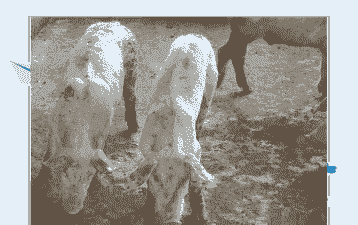 猪得了副猪是什么症状