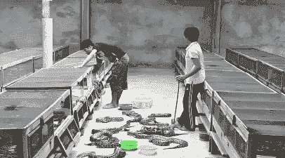 在中国养什么蛇最赚钱