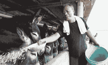 养驴都要喂什么长得快