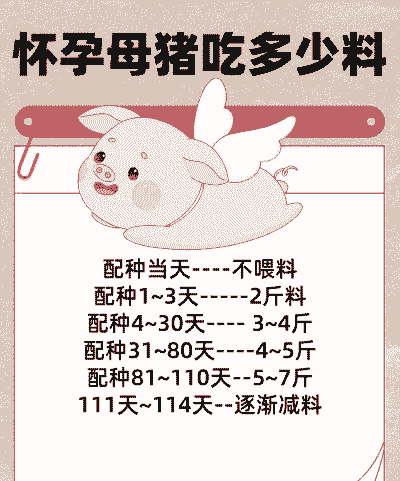 母猪一般吃什么饲料