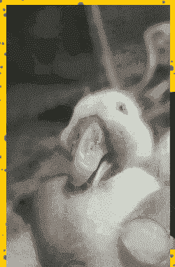 小鸭子感冒了什么症状