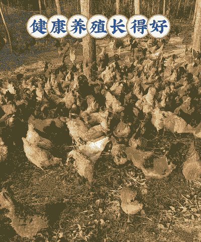 近几年养殖业养什么好