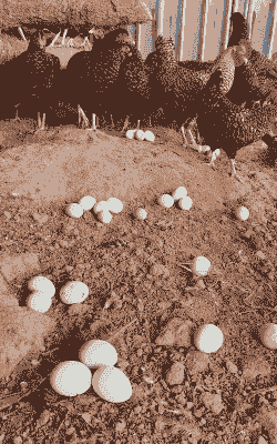 什么品种的鸡下绿壳蛋