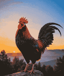 公鸡的有什么特点是什么