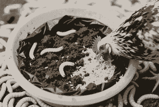 养什么虫子养鸡