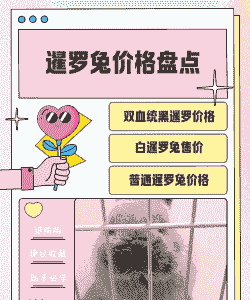 猫猫兔什么价格