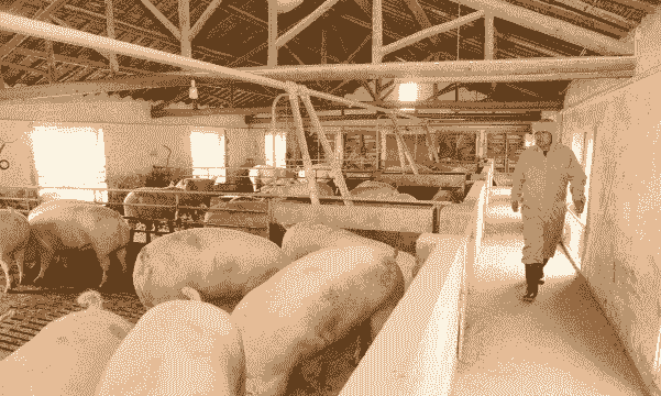 猪场为什么种植