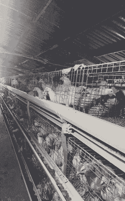 鸡出栏什么标准