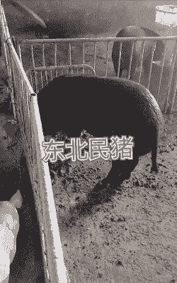 哈尔滨养什么猪