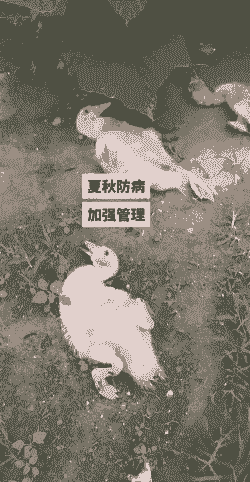 鸭子会有什么病