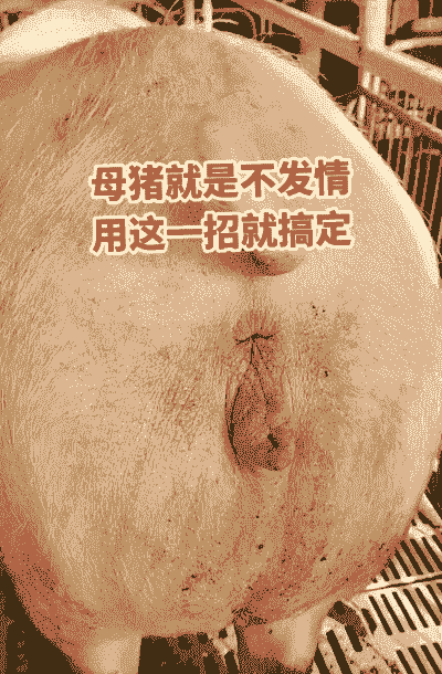 什么母猪的价值