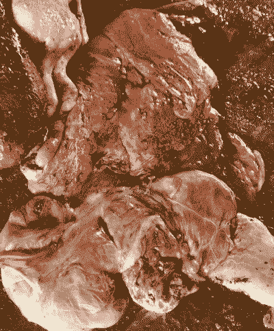 母猪胎衣是什么