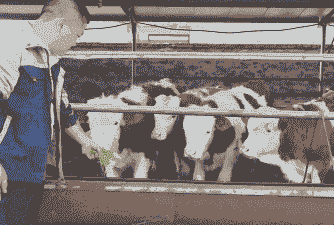 畜牧兽医养什么