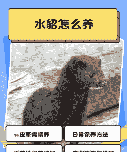 养水貂为什么