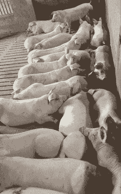 养殖什么猪赚钱