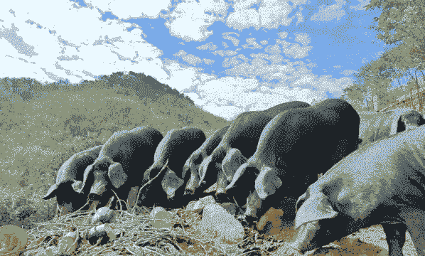 什么叫生态养猪