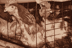 什么叫做淘汰鸡