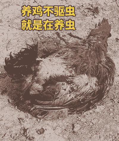 养鸡怕什么动物