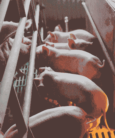 母猪饲喂什么最好