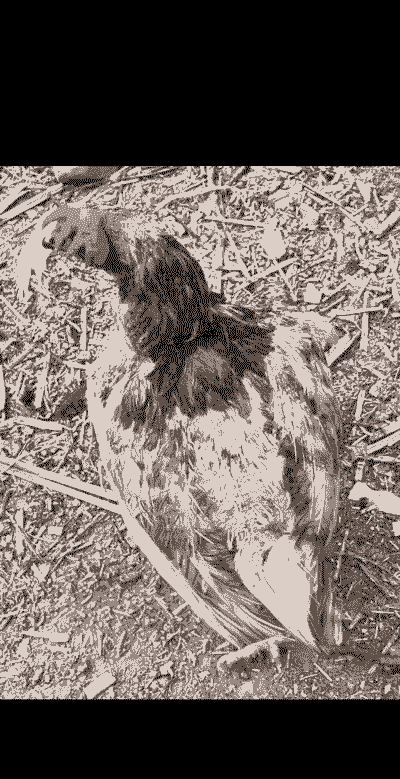 肉鸡脱毛什么病