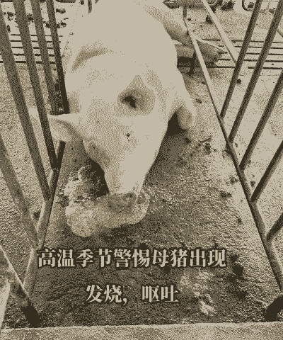 母猪为什么吐了