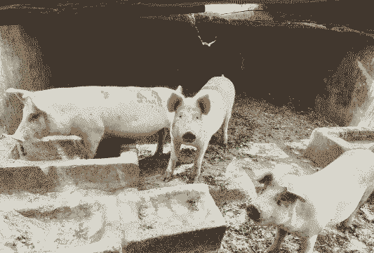 种什么粮食养猪