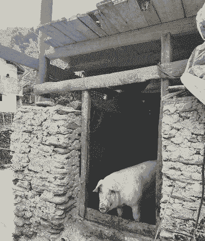 什么是违章猪圈