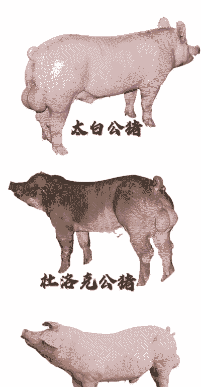 什么品牌公猪好