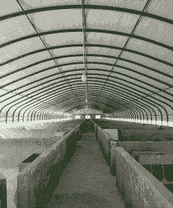 什么叫温室养猪