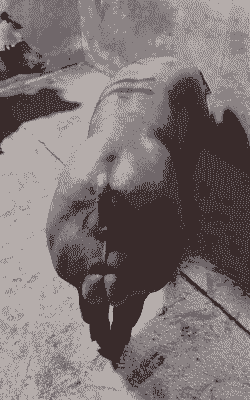 公猪身上什么味