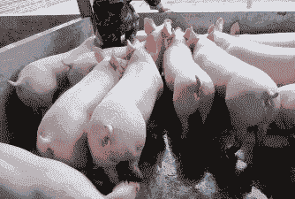 都有什么家养猪