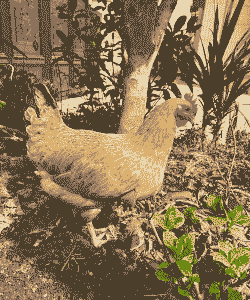 母鸡有什么品种