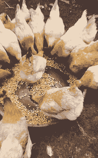 肉鸡喂什么粮食