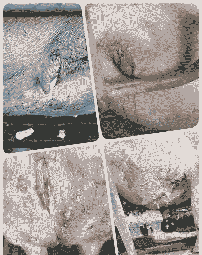 母猪的产后吐血