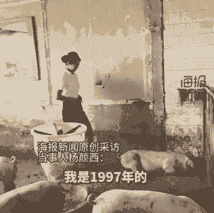 采访养猪问什么