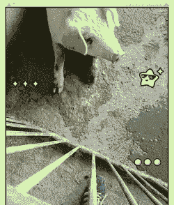 母猪产后吐不食