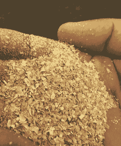 什么是玉米麸皮