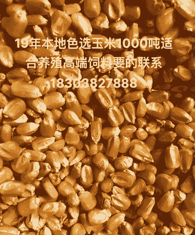 饲料选什么玉米