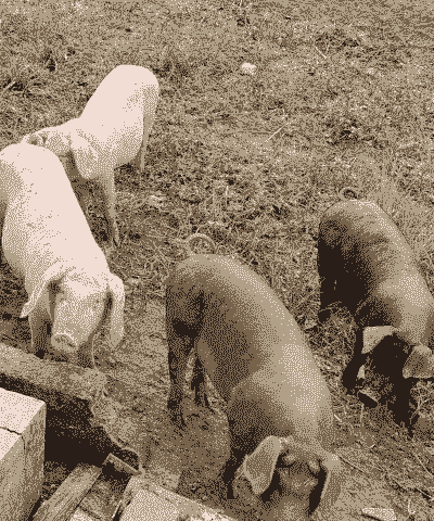 什么猪可以放养