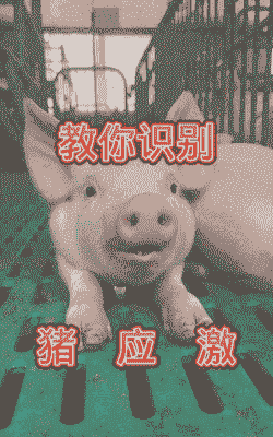 什么叫猪应激