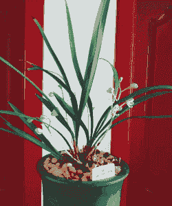 蕙兰用什么花瓶